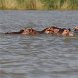 Ethiopia - Lago Chamo - Ippopotami - Hippos - 09